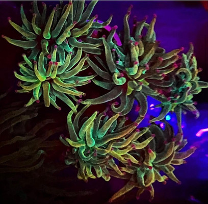 Purple Tip Green Torch Coral Colony