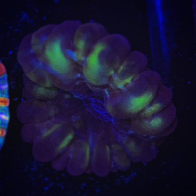 Brown and Green Cynarina Coral