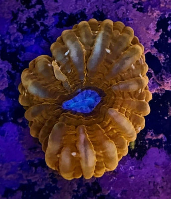 Orange Cynarina Coral