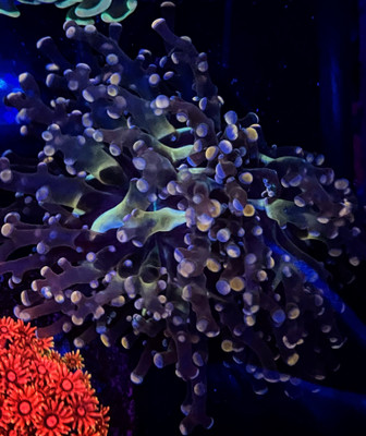Peach Tip Frogspawn