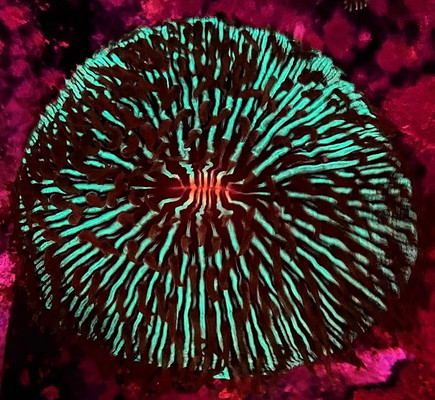 Green Plate Coral XL