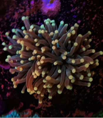 Yellow Tip Torch Frag