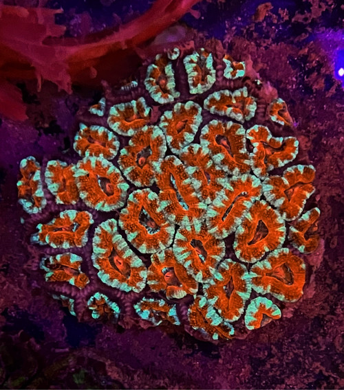 Orange  Acan Colony 1