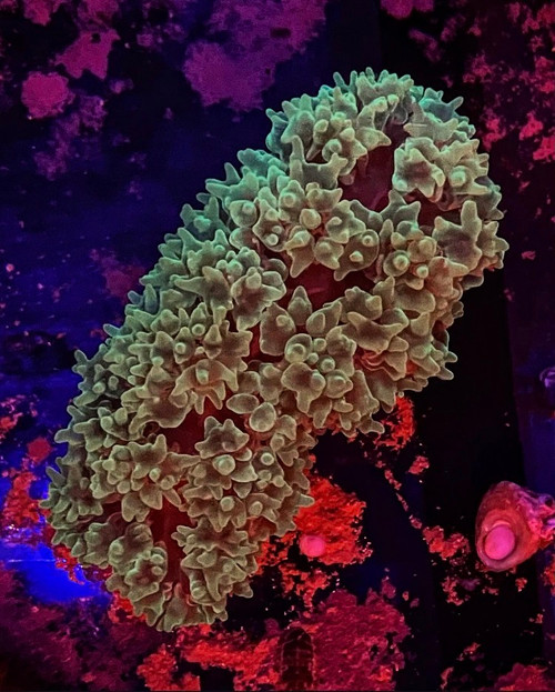 Green Pearl Bubble Coral