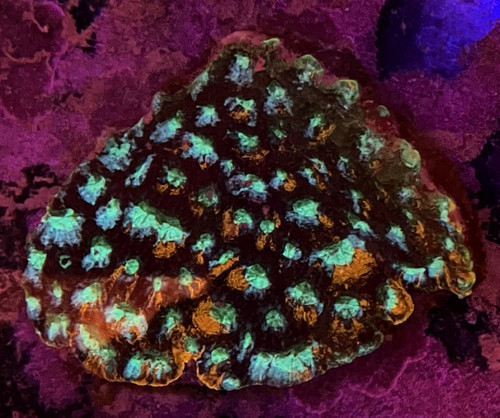 Multicolor Acan Echinata Colony