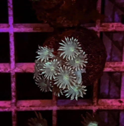Green Goni Frag