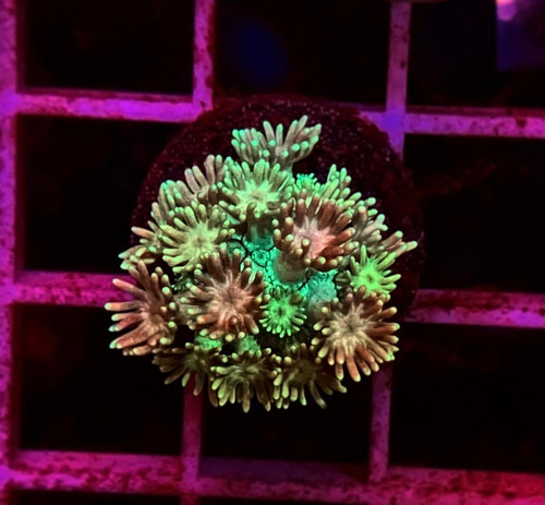Rainbow Goni Frag