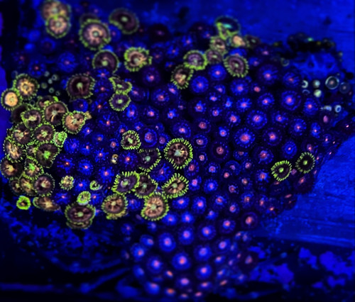 Zoanthid Colony 1