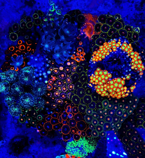 Zoanthid Colony 2