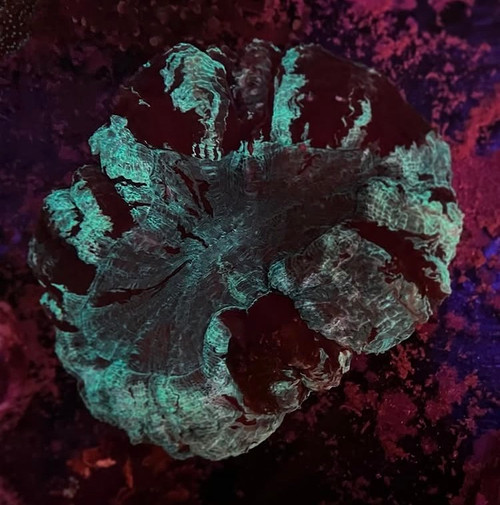 Brown and Teal Acanthophyllia