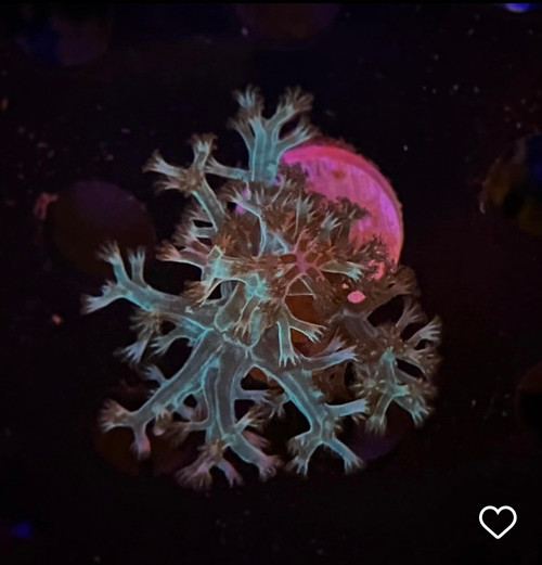 Green Kenya Tree Frag