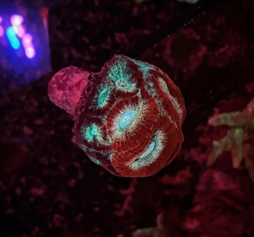 Red and Teal Favia Frag