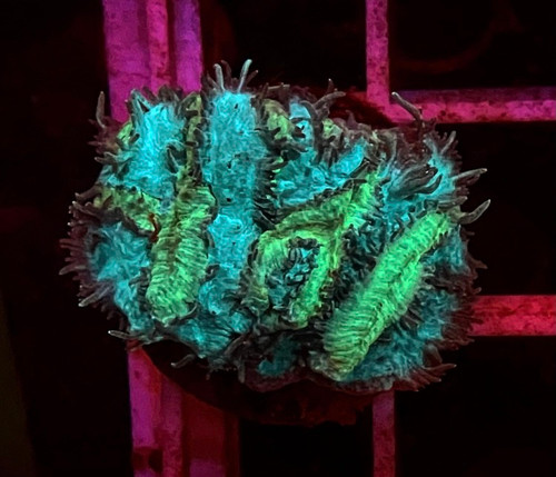 Green Platygyra Frag