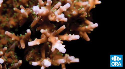 Australian Delicate (Acropora sp.)