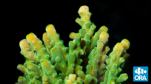 Frogskin (Acropora sp.)
