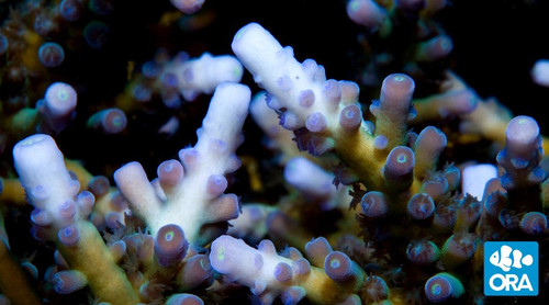 Ice Tort (Acropora sp.)