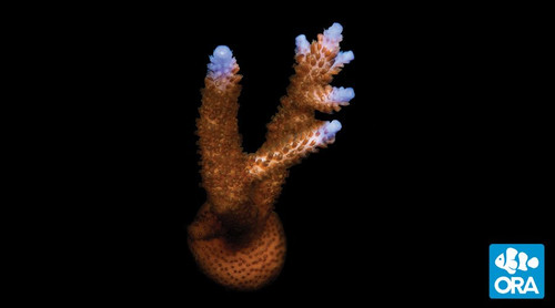 Stuber Stag (Acropora sp.)