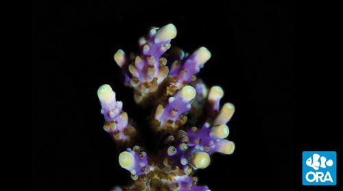 Tri-Color Valida (Acropora sp.)