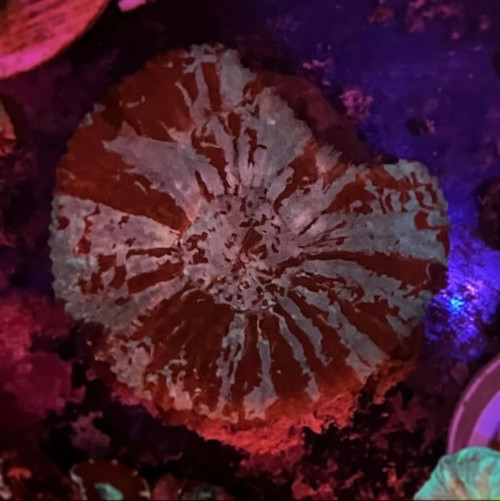 War Paint Australomussa