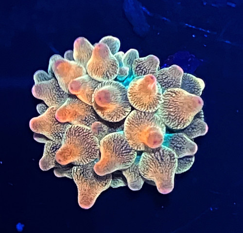 Rainbow Bubble Tip Anemone (small)