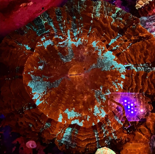 XXL Rainbow Acanthophyllia