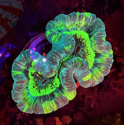 Teal and Green Trachyphyllia Coral