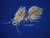 Algagen Rotifers 16 oz