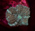 Wild Bounce Mushroom Coral