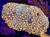 Pink and Blue Goni Colony
