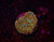 Orange Rhodactis Mushroom