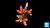 Red Planet (Acropora sp.)