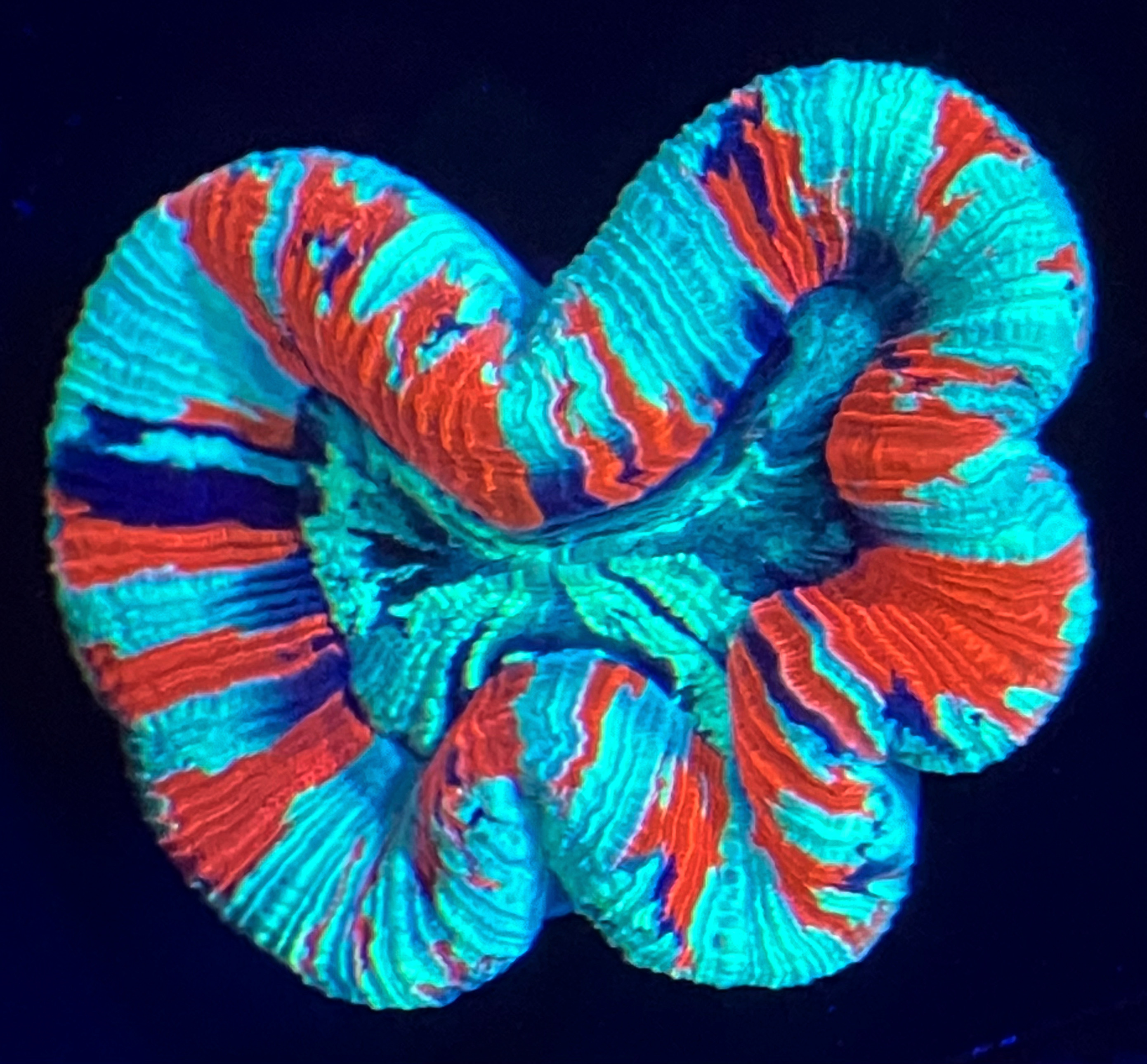 bxiv3011-1-.jpg