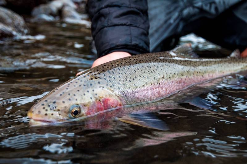 Up close picture of a steelhead caught while fly fishing in british columbia