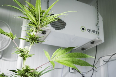 How to Control Humidity When Storing Cannabis