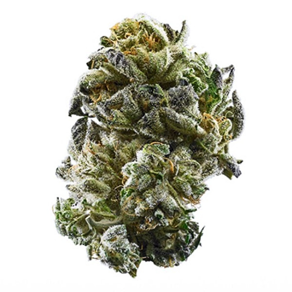 Girl Scout Cookies cannabis strain