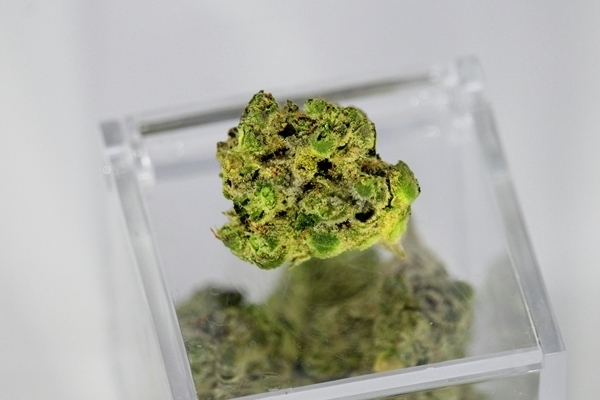 Nuggets of Lemon OG cannabis strain