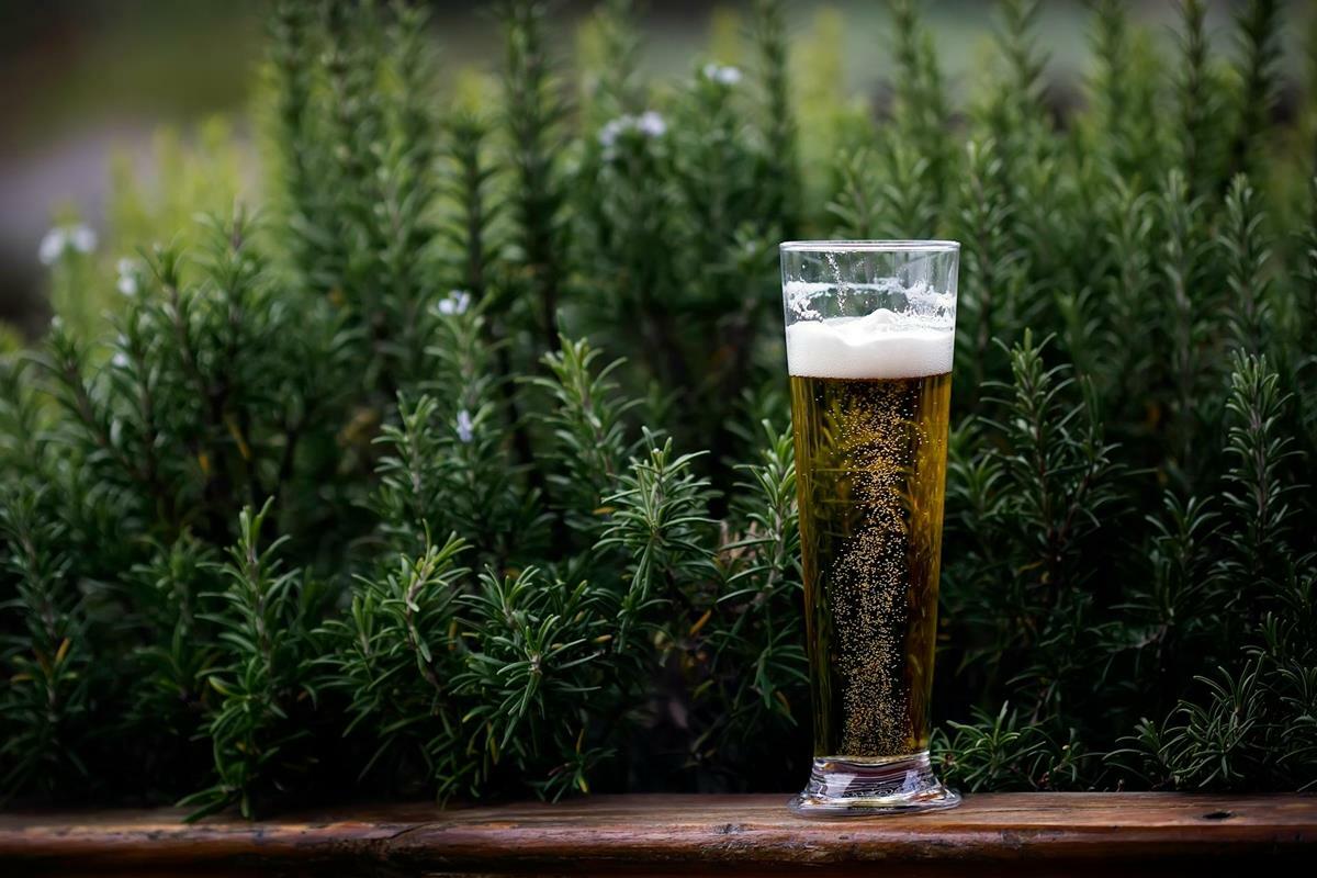 Glass of beer sitting in front of pine needles