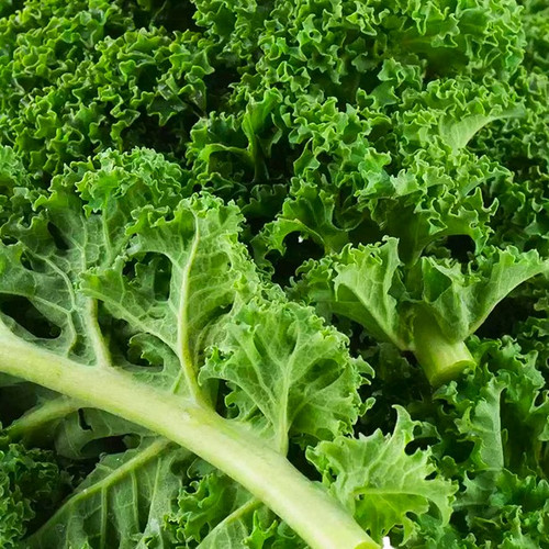 Kale (Organic, UK)