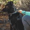 Ruffwear Front Range™ Collar, imageset:Spring Fade