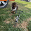 Dog Tie Down Anchor OLPRO