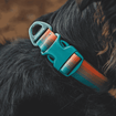 Ruffwear Front Range™ Collar, imageset:Spring Fade