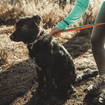Ruffwear Front Range™ Collar, imageset:Spring Fade