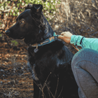 Ruffwear Front Range™ Collar, imageset:Spring Fade