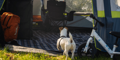 Plan the Perfect Camping Trip with Your Dog: The Full Checklist