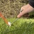 A screw in a hard ground peg from OLPRO is being extracted with the accompanying peg puller.