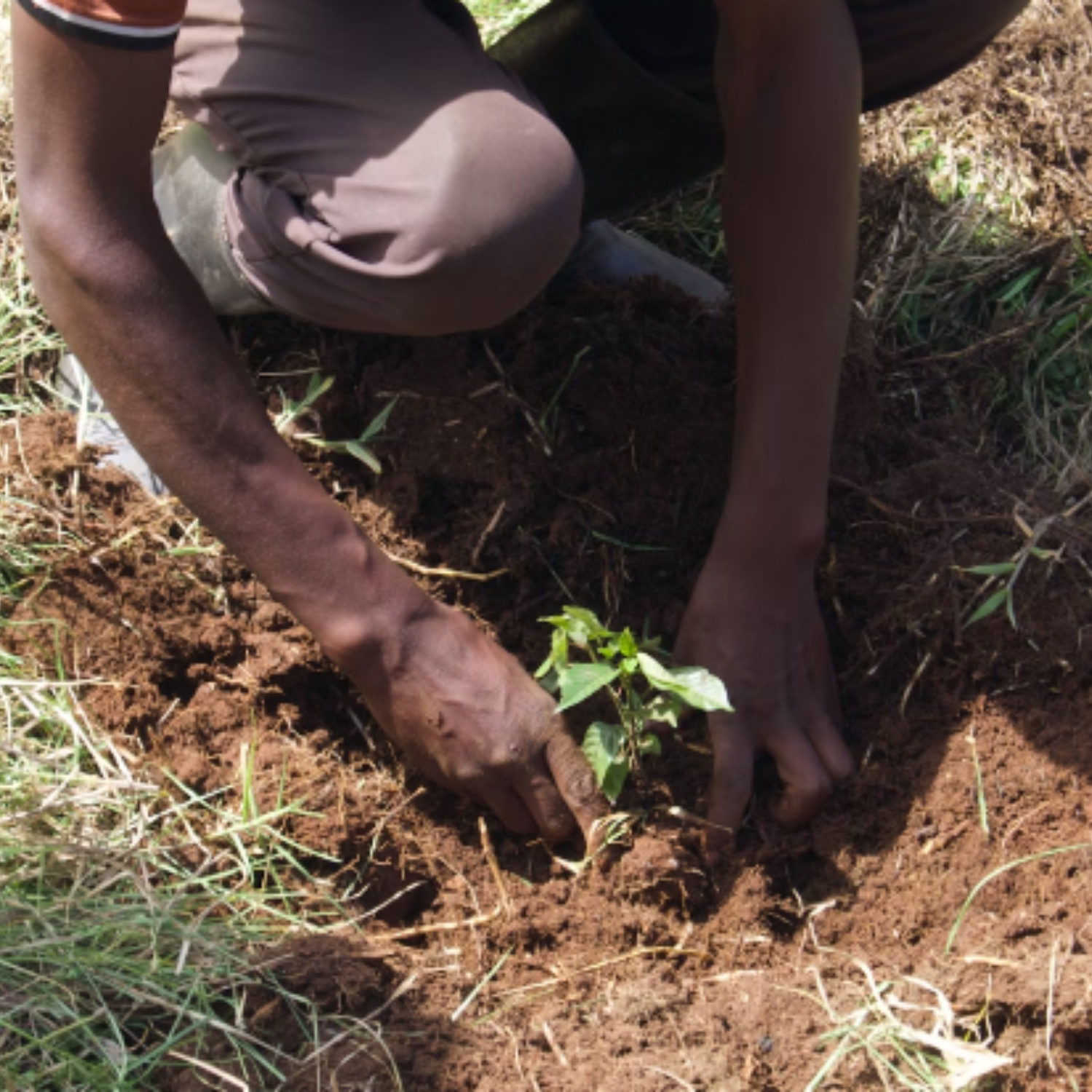 a worker planting a sapling at one of the Ecologi reforestation  sites