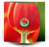 2011 25c TULIP WITH LADYBUG COLOURED COIN