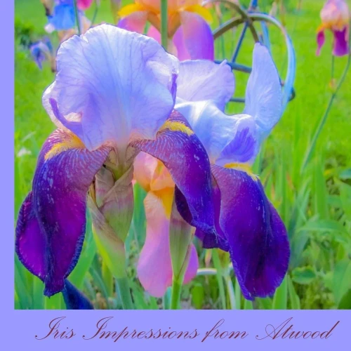 Iris Impressions From Atwood