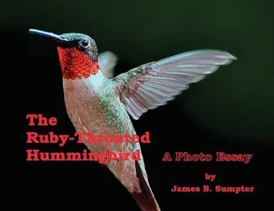 The Ruby-Throated Hummingbird: A Photo Essay