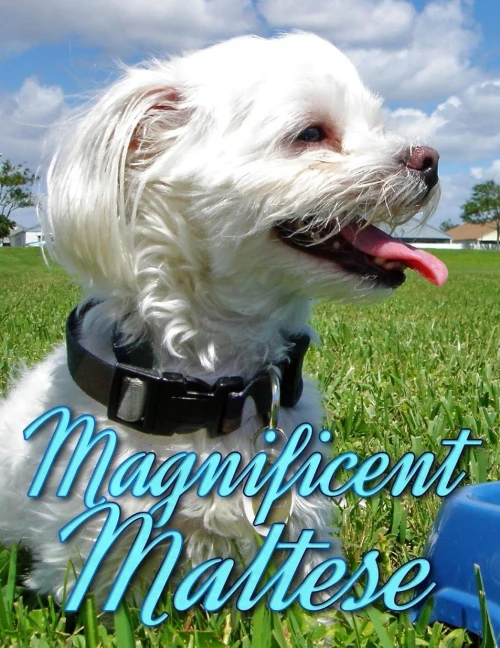 Magnificent Maltese (Dogs Picture Book - Precious Pooches)